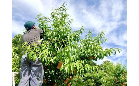 桃 2025年 先行予約 岡山県産 贈答用 白桃 1.5kg以上（4～6玉） 品種おまかせ＜6月下旬以降発送＞