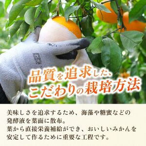有田みかん約10kg　家庭用　頑固オヤジのこだわりみかん　※2024年11月中旬～2025年1月上旬頃より順次発送予定　【krf004-c-10】