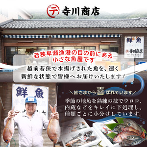【期間限定】天然！活アワビ ＆ 活サザエ セットA【2024年6月20日から2024年8月10日まで発送】【産地直送 刺身 お造り おせち バター焼き BBQ あわび 鮑 サザエ さざえ 貝 砂抜き済