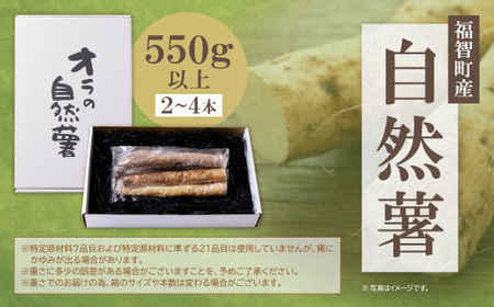 W19-02 【福智町産】オラの自然薯(カットもの 550g以上） じねんじょ とろろ 山芋 野菜 グルメ 取り寄せ ご当地 特産 産地 直送人気 オススメ