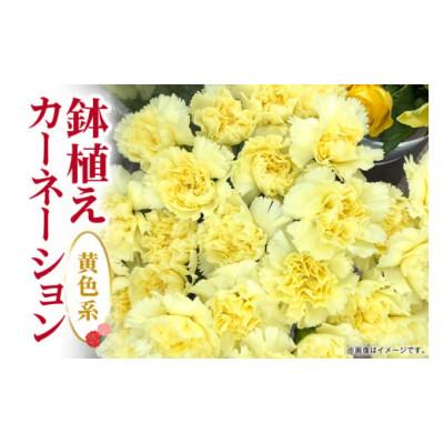 ふるさと納税 那珂市 【2026年5月上旬発送】鉢植えカーネーション(黄系) 5号