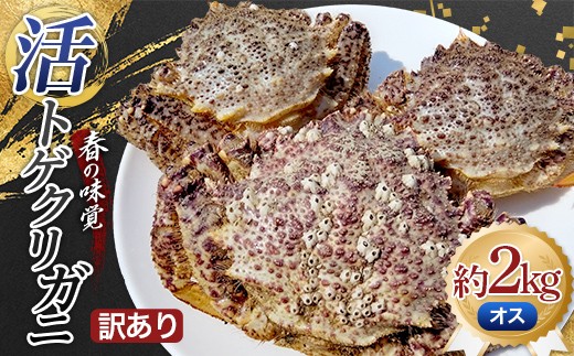 【訳あり】 春の味覚 活トゲクリガニ(オス) 約2kg (6～10杯) 【太平丸】 漁師直送 かに カニ 蟹 海の幸 産地直送 珍味 海産物 贈り物 魚介 青森県 東北 むつ湾 平内町  F21J-328