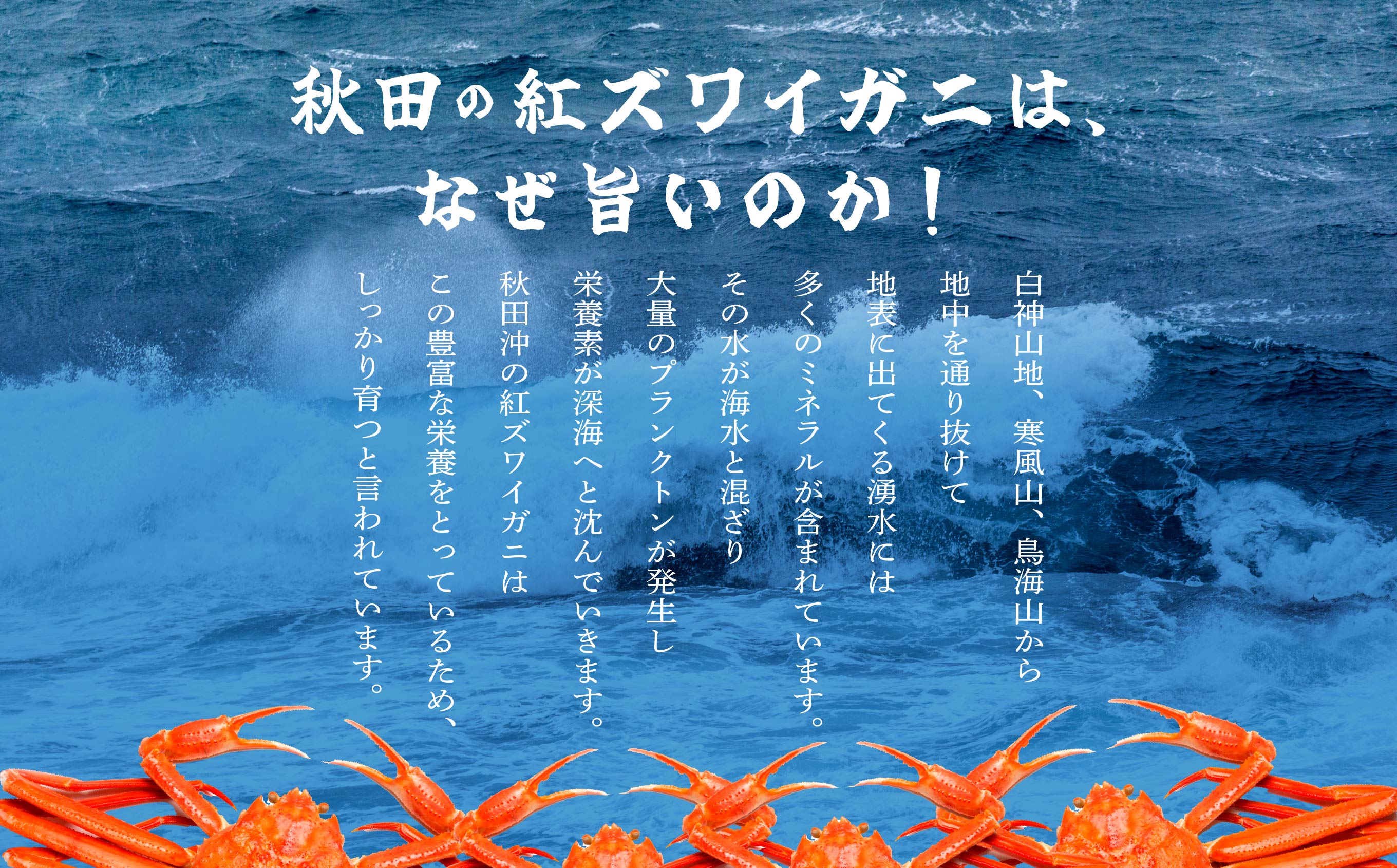 《3月初旬より順次配送》【訳あり】日本海沖産　紅ズワイガニ 約3kg/冷蔵　　冷蔵 ズワイガニ 約 3kg 紅ズワイガニ ベニズワイガニ ずわい ズワイ蟹 ずわいがに ずわい蟹 姿 ボイル 訳あり 蟹