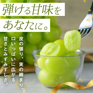 ≪先行予約受付中！≫シャインマスカット 大サイズ 2房 (1房1kg以上) フルーツ 果物 くだもの マスカット ぶどう ブドウ 葡萄 大粒 特大 【いとうブドウ園】tm540