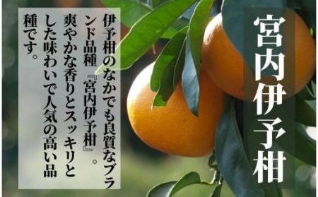 【宮内伊予柑】良品 約 2.5kg 【2027年2月頃から順次発送】 （ 愛媛産 愛媛県産 国産 愛媛みかん 愛媛蜜柑 愛媛ミカン みかん ミカン mikan 蜜柑 柑橘 フルーツ 果物 くだもの お