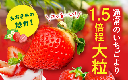 《2025年発送先行予約》【数量・期間限定】宮崎県産 幸せの紅白いちごセット（おおきみ&天使のいちご）3パック いちご 果物 フルーツ