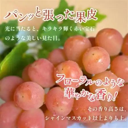 2026年発送【数量限定】希少な新品種サンシャインレッドと大人気シャインマスカットの贅沢2房セット【配送不可地域：離島・沖縄県】【1688207】