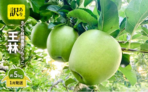 きくち林檎農園りんごっこ 家庭用 大玉 王林 訳あり 約5kg 果物 フルーツ デザート 食後 甘みが強い