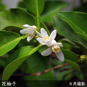 訳あり＜すだ農園＞3年生 苗木 ◇柑橘類 花柚子(ハナユ・花ユズ) [果樹鉢苗 2023年] ※北海道・沖縄・離島への配送不可