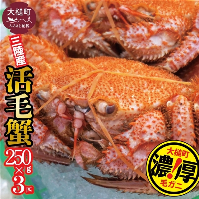【令和8年発送】【期間限定2026年3月～4月発送】三陸産 三陸活毛ガニ 250g×3杯【配送日指定不可】【05】