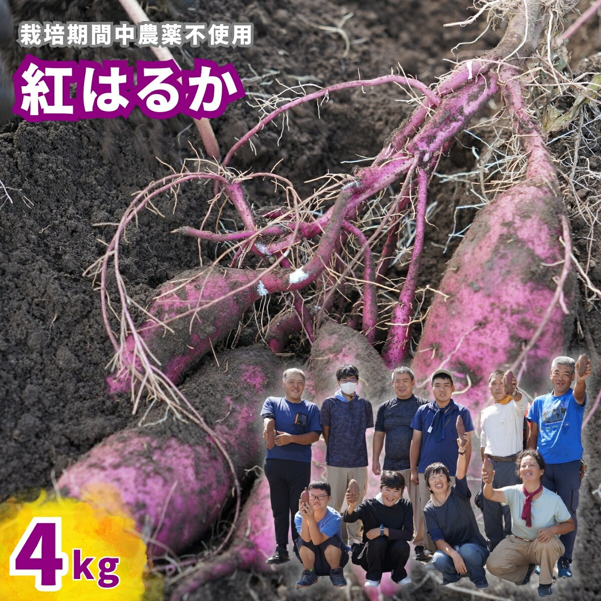 【ふるさと納税】＜数量限定50箱＞さつまいも 紅はるか 4kg | さつまいも 紅はるか 生芋 栽培期間中農薬不使用 甘いさつまいも 焼き芋用 蒸し芋用 スイートポテト材料 産地直送 おうちごはん 季節の味覚 料理用 天然スイーツ メガテラフーズ 埼玉県 東松山市