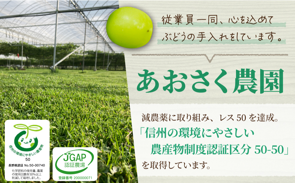 【お正月限定！50セット限り】シャインマスカット2～3房（1.1kg以上）※12月28日、29日発送｜あおさく農園