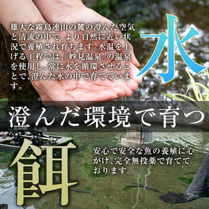 C-077-RT ＜冷凍でお届け＞霧島市育ちのあの「うなぎ」130～150g×5尾【田代水産】国産 霧島市 鰻 蒲焼き