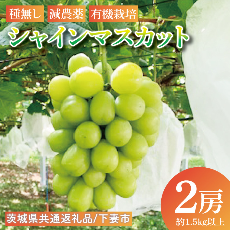 【先行予約】シャインマスカット2房（約1.5kg以上）【茨城県共通返礼品：下妻市】│ フルーツ 果物 ぶどう 種なし 大粒 数量限定 茨城県（BJ001）