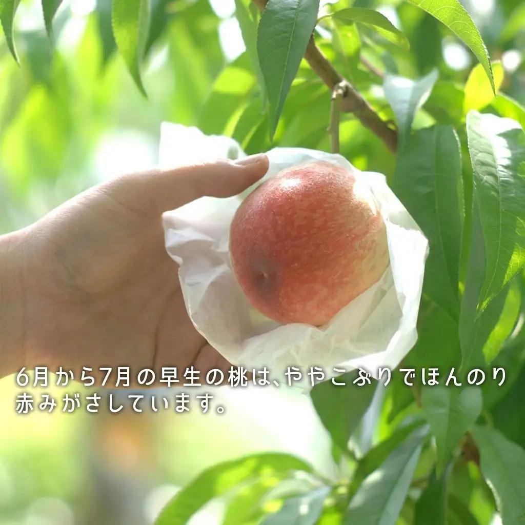 桃 2026年 先行予約 桃 早生種 約900g 3～4玉 岡山県産 桃