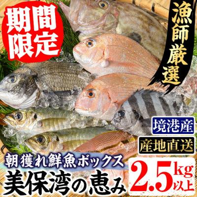 ふるさと納税 境港市 朝獲れ鮮魚ボックス「美保湾の恵み」(計2.5kg以上)