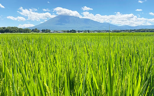 夏の田んぼの様子です。広々とした田んぼが広がり順調に育ってます。