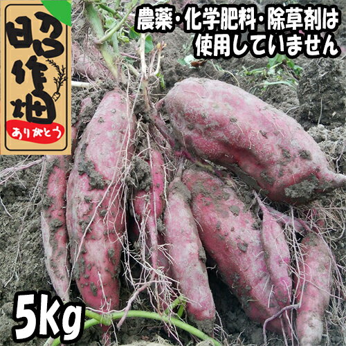 【ふるさと納税】さつまいも食べ比べセット5kg　さつまいも　焼き芋　スイートポテト　無農薬　安納芋　土佐紅　シルク スイート　紅はるか　ふくむらさき　季節限定