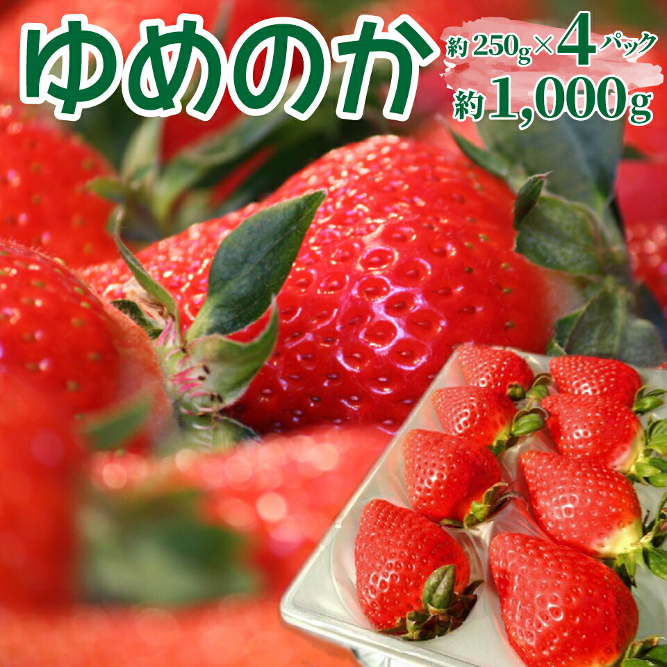 【ふるさと納税】＜ゆめのか 250g×4パック 合計1kg＞ いちご 苺 果物 フルーツ 果実 贈答用 ギフト 旬 イチゴ ストロベリー 【冷蔵】高知県 佐川町 JA ＜2026年12月頃～2027年2月下旬頃発送（予定）＞