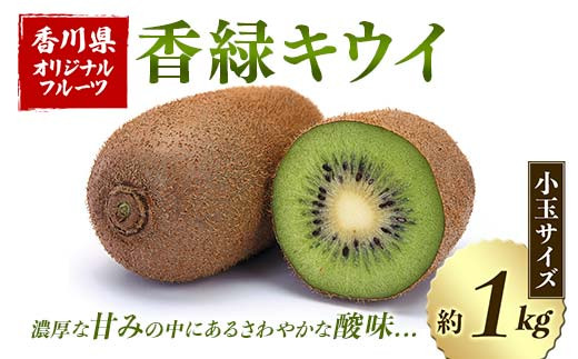香緑 キウイ (小玉サイズ) 約1kg 先行予約 【2026年12月～2027年3月頃お届け】 フルーツ 果物 くだもの キウイ 香緑 小玉 デザート キウイフルーツ 食品 名産 四国 1万円 F5J-917