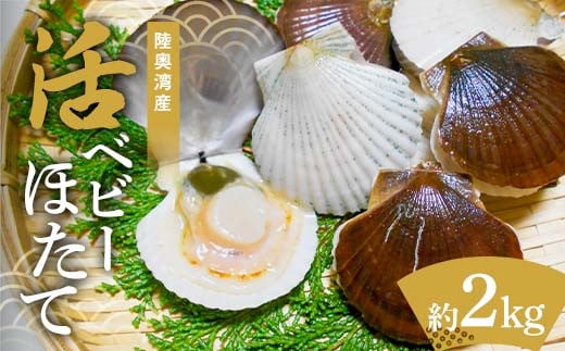 
            陸奥湾産 活ベビーほたて 約2kg 【飛佳丸】 ホタテ ほたて 帆立 活ホタテ 海鮮 貝 貝柱 魚介 青森県 平内町 東北 むつ湾 F21J-261
          