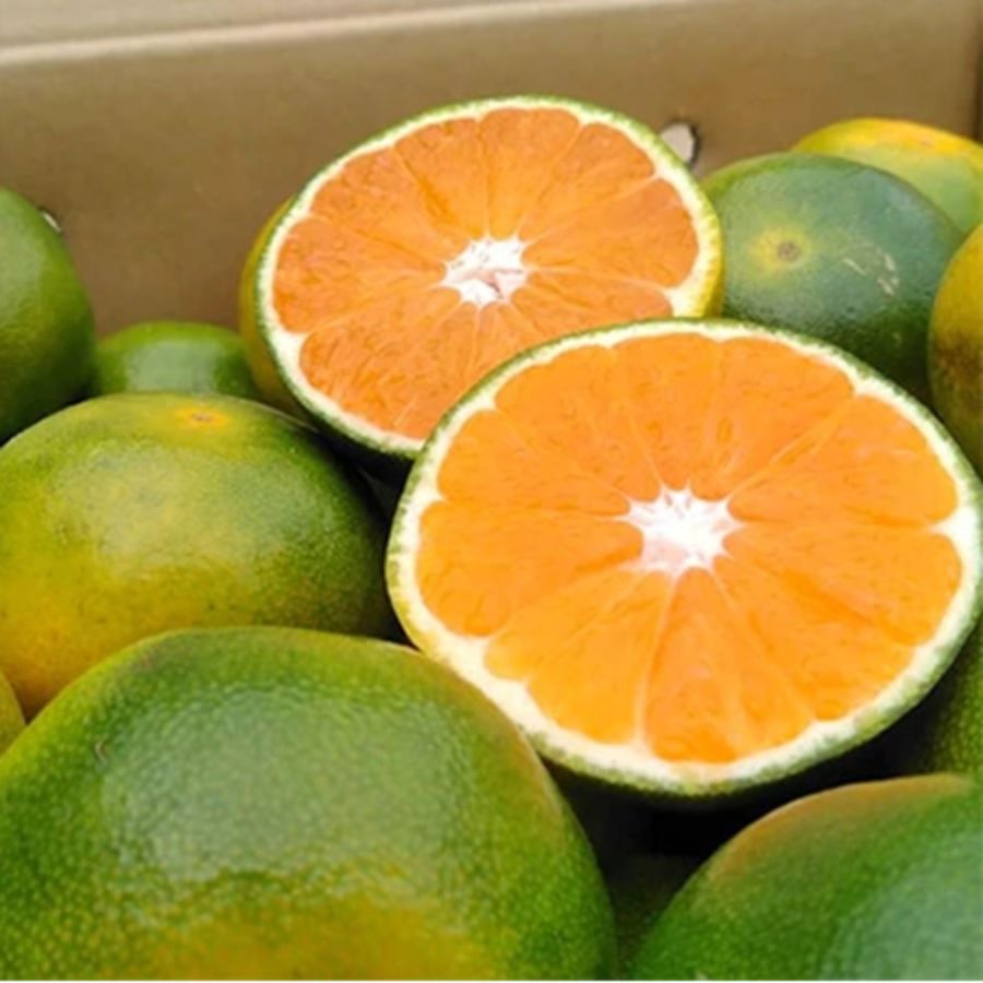 ＜岩田屋本店･南国フルーツ＞福岡県産早みかん2kg