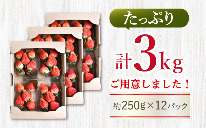 【先行予約】【訳あり】 ゆめのかいちご 計3kg（250g×12パック）＜川原農園＞ [CDR006]