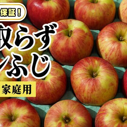  2月発送【 糖度保証 】家庭用 葉取らず サンふじ 約 5kg【 訳あり 】鶴翔りんごGAP部会 青森県産 津軽産 リンゴ 林檎 果物 フルーツ デザート 甘味