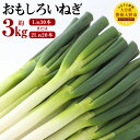 【ふるさと納税】豊後大野市産 おもしろいねぎ 約3kg ＜サイズが選べる＞ L30本 または 2L20本 白葱 白ねぎ 白ネギ ネギ ねぎ 葱 野菜 贈答 ギフト お裾分け 国産 九州産 大分県 産地直送 冷蔵 送料無料【2024年9月上旬から2025年3月下旬発送予定】