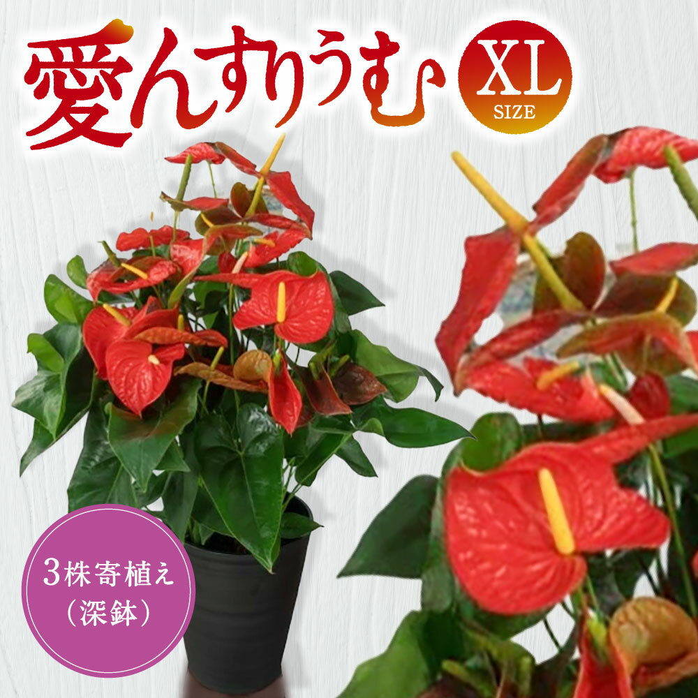 【ふるさと納税】 愛んすりうむ（アンスリウム）XL-深（3株寄植え／深鉢） 花 きれい お中元 自宅用 家庭用 国産 冷蔵 楽天 返礼品 寄付 お歳暮 お祝い 贈り物 故郷納税 滋賀県 東近江 近江 D-B04 湖東フラワー