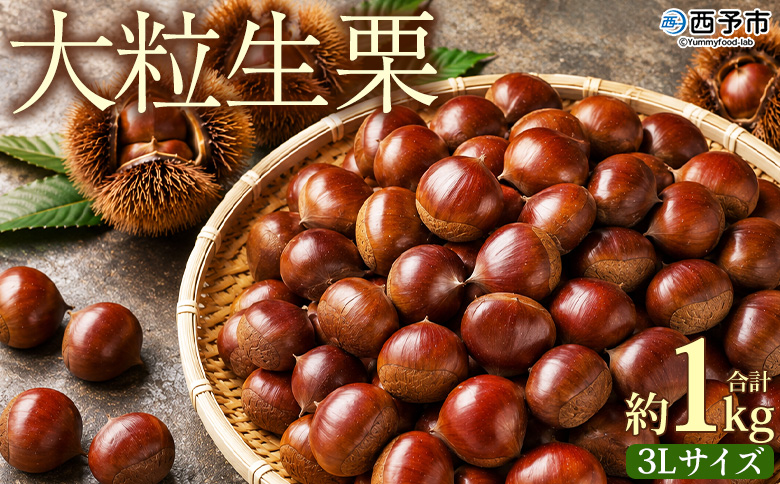 ＜大粒生栗 約1kg 3Lサイズ＞『9月上旬から順次出荷予定』 和栗 生栗 くり皮つき おおつぶ 大きい 幻の栗 甘い 新鮮 栗ごはん 栗きんとん 渋皮煮 甘露煮 旬 国産栗 お取り寄せ 旬 特産品 国産 秋の味覚 小屋敷農園【冷蔵】