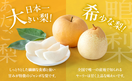 梨 2026年 先行予約 あたご梨・鴨梨（ヤーリー）詰合せ 合計約4kg あたご2～3玉 鴨梨3～7玉 贈答箱【11月中旬～12月下旬頃発送】 