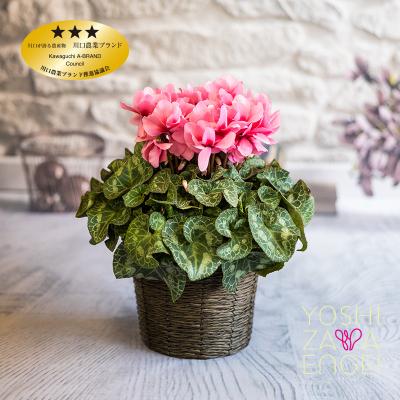 ふるさと納税 川口市 八重系シクラメン　6号鉢　バスケット付き