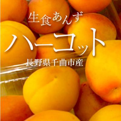 ふるさと納税 千曲市 【2027年先行予約】あんず「ハーコット」生食用 約1kg(500g×2パック)