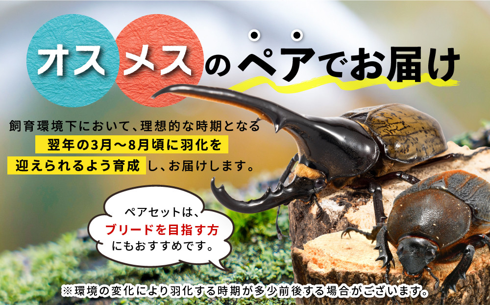 【先行予約】ヘラクレスオオカブト幼虫ペア ※育て方の説明書付き※配送不可地域あり【2026年6月から順次発送】