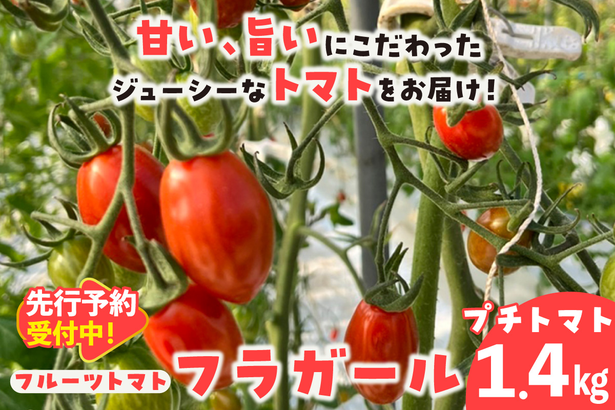 【先行予約】【2027年1月中旬以降発送】フルーツトマト　フラガール1.4kg（へたなし）│よこた農園 フラガール プチトマト 野菜 トマト 新鮮野菜 太陽の恵み トマト料理 愛知県産 フルーツとまと