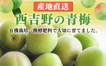 有機栽培　青梅 3kg（ジュース・梅酒・酵素用）| 果実 かじつ カジツ 梅 うめ ウメ 酒 奈良県 五條市