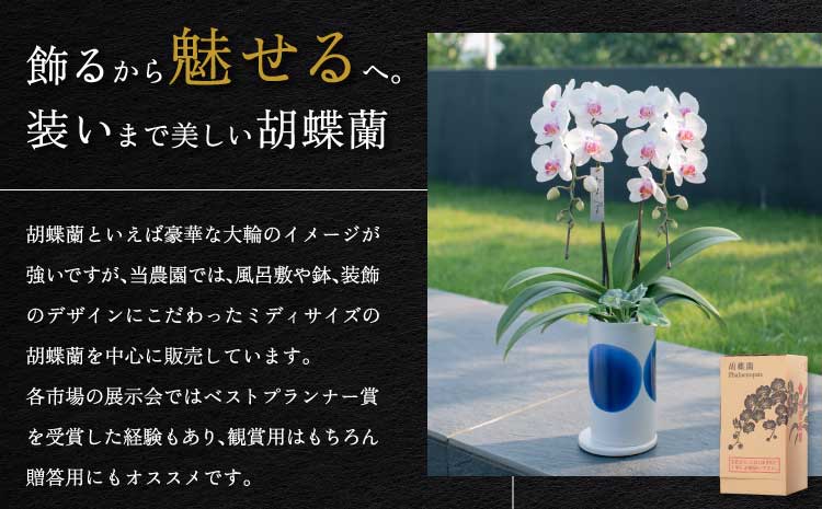  胡蝶蘭 花 母の日 ミディ胡蝶蘭 KouBou 空 2本立ち 【2026年5月上旬頃発送予定】 プレゼント 蘭 ラン 洋蘭 ミディサイズ 観賞用 お祝い 贈答 贈答用 かわいい おしゃれ 鉢植え 風