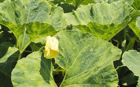 【先行受付】山梨県中央市産 春かぼちゃ 約4～5kg かぼちゃ 南瓜 カボチャ 野菜 山梨県 中央市 【2026年6月上旬〜8月上旬発送予定】
