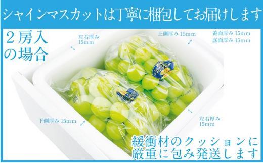 ぶどう 2026年  シャイン マスカット 晴王 2房（合計約1kg） ブドウ 葡萄  岡山県産 国産 フルーツ 果物 ギフト