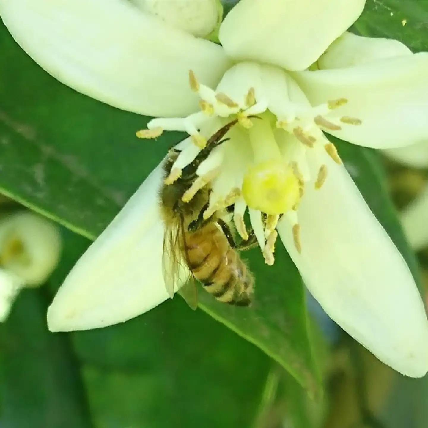 【数量限定20セット】横須賀長沢のテロワール サーバーキャップ付き 季節の百花蜜 約180g【横須賀長沢　蜂小屋】[AKJC001]