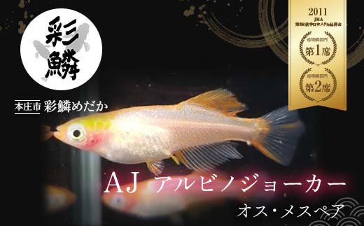 《当店作出品種》 彩鱗めだか ＜AJ (アルビノジョーカー)＞ めだか メダカ 飼育 ペット 鑑賞 魚 動物 生き物 関東 F5K-076