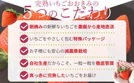 ＜高級いちご「おおきみ」（9～12粒×1パック約380g以上）化粧箱入り＞2025年1月上旬～4月末迄に順次出荷【 いちご イチゴ 苺 先行予約 甘い 大きい 果物 フルーツ 季節物 】【a0283_