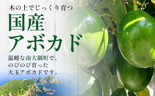 【期間限定・数量限定】南大隅町産 国産生アボカド 約1kg ～旬の品種を厳選してお届け～ SG-3｜ 産地直送 国産 アボカド 新鮮 森のバター 希少 鹿児島県産 本土最南端 ピンカートン モンロー 