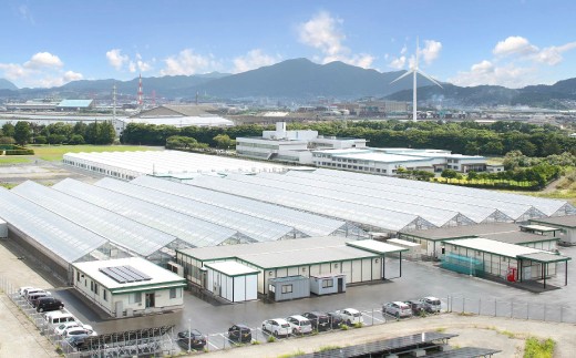 水耕栽培 リーフレタス「うるおい野菜」14個セット 野菜 フリルレタス ピュアヴェール グリーンマリーゴールド モコヴェール セット 福岡県 北九州市