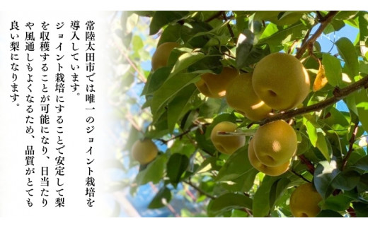 【 2026年 先行予約 】 厳選 2種！恵水 と 秋月 の 食べ比べセット 約3kg 5玉～7玉 【 茨城県共通返礼品 ／ 常陸太田市 】 2026年9月中旬発送 桧山果樹園[DU019sa]