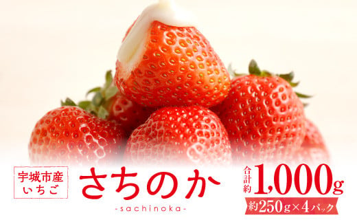 
宇城市産いちご「さちのか」約250g×4パック【わたなべいちご園】【2025年1月上旬～4月上旬発送予定】
