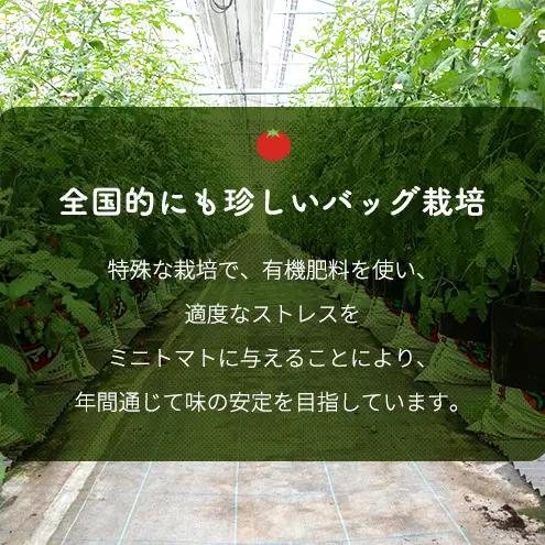 【2026年10月～順次出荷】定期便 2回 高糖度 ミニトマト アマメイド 3kg 甘い 糖度8度以上 岸和田市 産地直送 新鮮 野菜 お弁当 サラダ とまと 子供のおやつ 国産