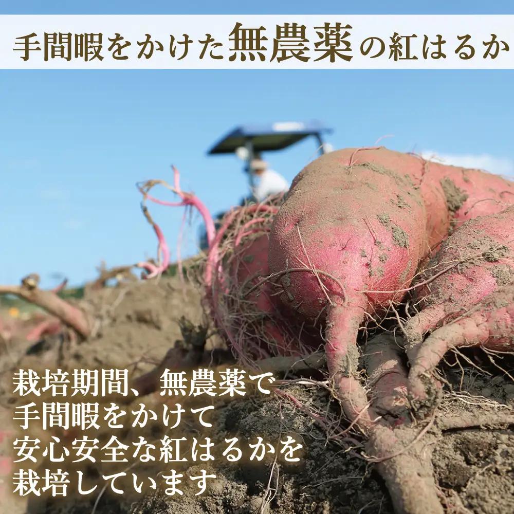 福島県産 熟成 紅はるか さつまいも 5kg 令和8年産 ＜2026年11月以降順次発送＞ 新地町
