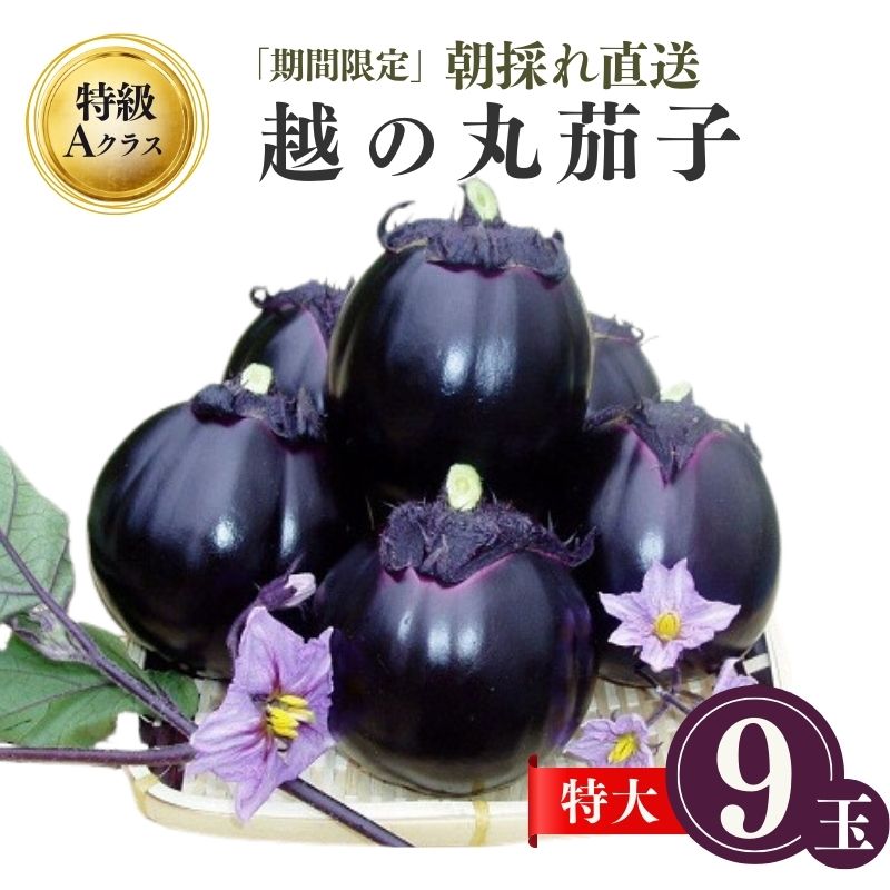 【ふるさと納税】【令和7年産先行予約】期間限定 『越の丸茄子』 特級Aクラス 特大サイズ 1箱9玉入〈2025年7月中旬～順次発送〉【高級ブランド茄子 ブランド野菜 特産品 産地直送 まるなす ナス 茄子 人気の丸茄子 糸魚川限定 新潟 糸魚川 ギフト 贈り物 贈答品 お中元】